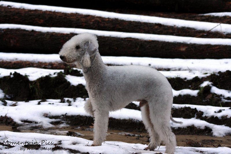 Airis Blue Volshebny Svet 2009-12-26 (5).JPG